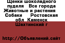 Щенки шоколадного пуделя - Все города Животные и растения » Собаки   . Ростовская обл.,Каменск-Шахтинский г.